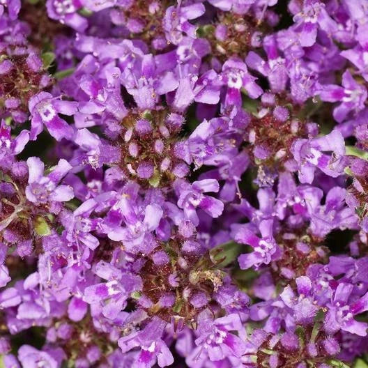 Creeping Thyme Seeds - 2,000 Non-GMO Seeds, Dwarf Variety with Beautiful Blooms, Thymus serpyllum