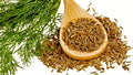 Organic Cumin Seeds | Culinary Grade | 50+ Seeds | Cuminum cyminum | Annual Herb | Free Shipping