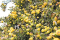 Golden Delicious Apple Tree Cuttings 6+5 Organic Scions for Rooting Grafting Malus domestica