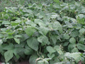 Strike Snap Bush Bean Seeds 250+ - Phaseolus vulgaris - Non-GMO, Heirloom, High Yield, Garden Seeds for Planting