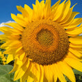 Mammoth Grey Stripe Sunflower Seeds | Giant Russian Sunflower | Helianthus annuus | 2025