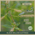 Black Willow Cuttings 18" | Salix nigra | Fresh Native Plant Cuttings for Gardening