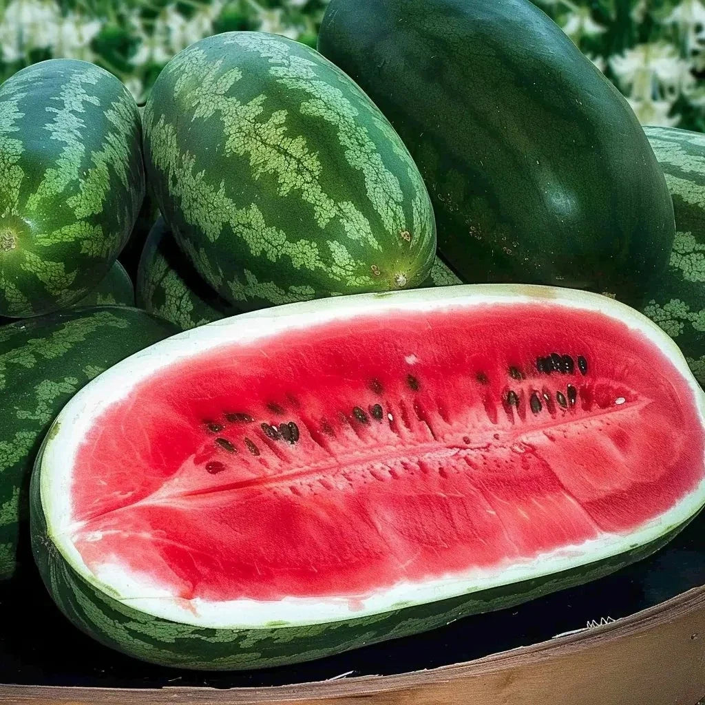 Congo Watermelon Seeds - 12 Pack - Non-GMO Heirloom Organic - Citrullus lanatus