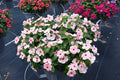 Vinca Logro Apricot Seeds - 100 Count - Vinca Rosea - Non-California Shipping
