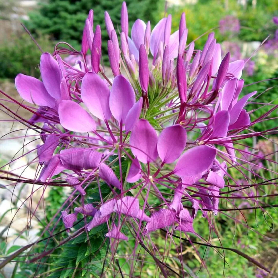 Lilac Spider Seeds - 100 Pack - Clome Spinosa Perennial - Bee-Friendly Flower Seeds - US Seller