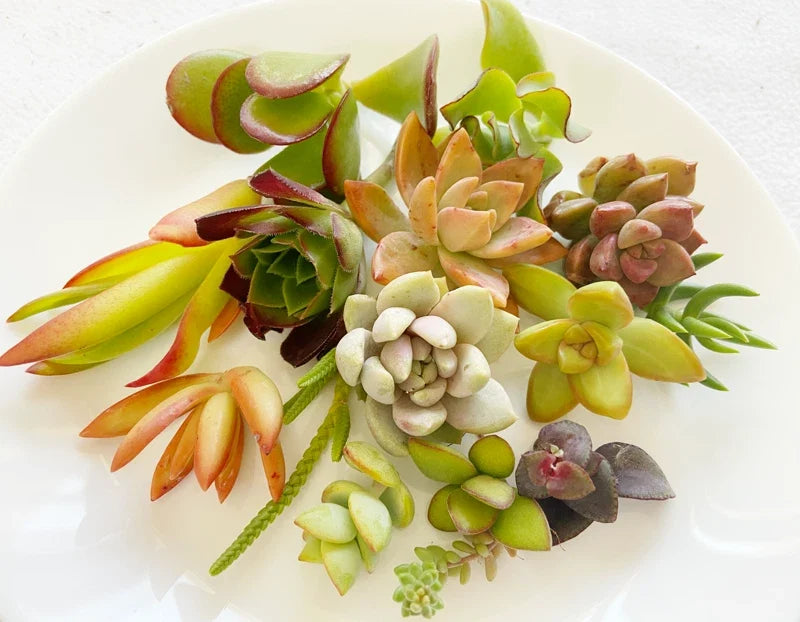 Succulent Cuttings - 15 Colorful Healthy Varieties - Perfect for Planting & Arrangements - Various Species Available
