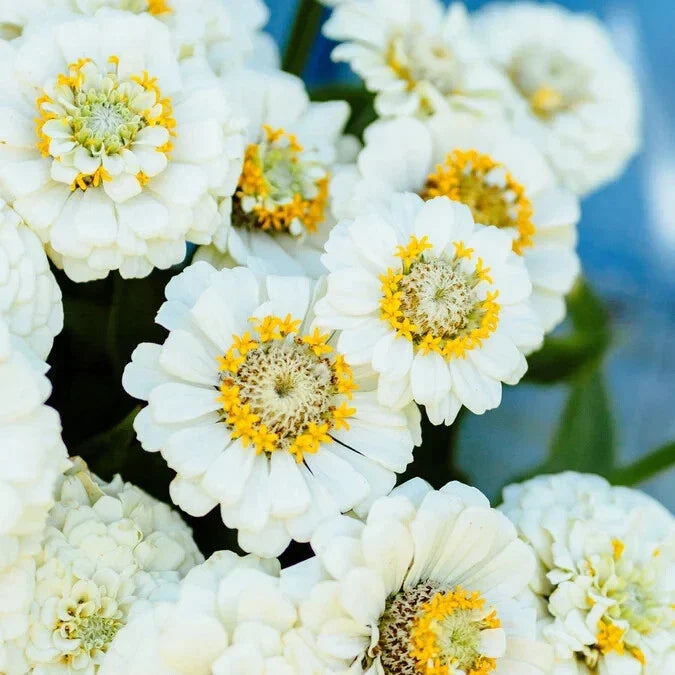 Pumila White Zinnia Seeds - 100+ Pack for Garden Planting - Zinnia elegans - USA