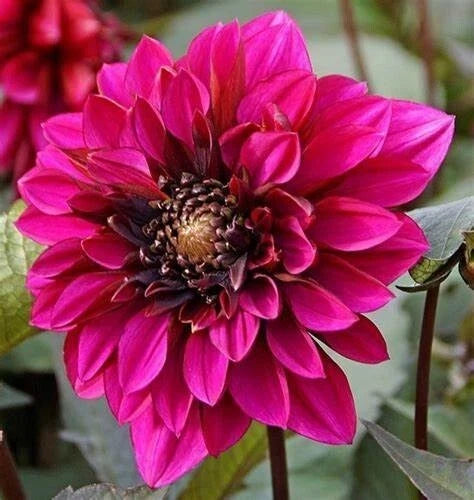 Dahlia Plant Bulb Tuber 1 Live 'Purple Haze' Anemone Magenta Pink Red Flower, Dahlia Rosea, 4-6" Blooms, Pollinator Friendly