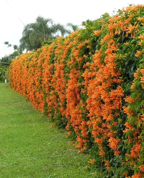 Phyrostegia Vine Starter Plant - Small Rooted - Florida Flame - Hummingbird Attraction - Perfect for Gardens