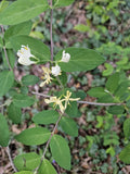 Winter Honeysuckle Shrub, Bare Root, Fast Growing & Fragrant, Lonicera fragrantissima - Hardy Blooming Plant for Garden