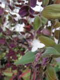 Unrooted Cuttings - Baby Bunny Bellies Tradescantia - Wandering Jew Plant - 10 Cuttings - Easy Care Indoor Plant