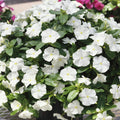Vinca Logro White GL Seeds - 500 Count - Catharanthus roseus - Non-California Shipping - Garden Flower Seeds