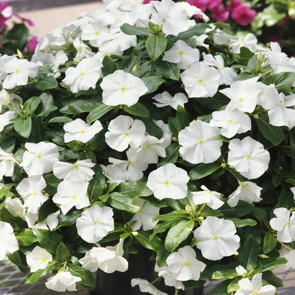 Vinca Logro White GL Seeds - 500 Count - Catharanthus roseus - Non-California Shipping - Garden Flower Seeds