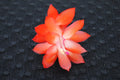 Christmas Cactus Starter Plant - Small Healthy Schlumbergera Truncata 'Rio Brazil' - Well Rooted for Easy Growth