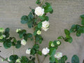 Grand Duke of Tuscany Jasmine Starter Plant - Jasminum Sambac - Small Rooted Plant for Home Garden or Indoor Decor
