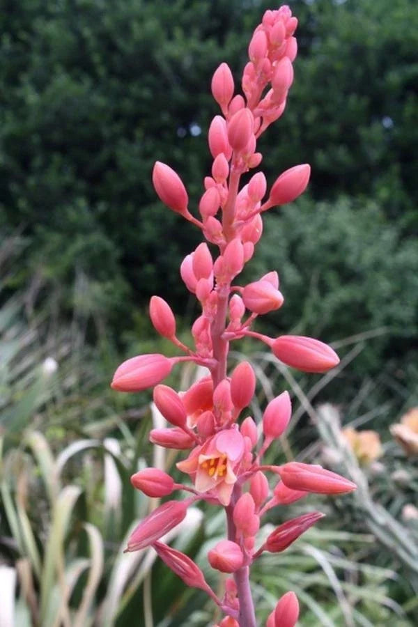 Texas Yucca Seeds - 85 Count - Brakelight Red Variety - Hesperaloe Funifera - Perfect for Xeriscaping and Drought-Tolerant Gardens