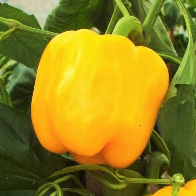 Golden Cal Wonder Bell Pepper Seeds - Yellow California Belle - Non-GMO - Capsicum annuum