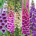 Foxy Foxglove Seeds Packet 500 Count Mixed Colors Digitalis purpurea