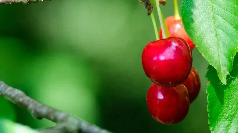 Sweet Cherry Tree - 10 Seeds for Planting - Prunus avium - USA Grown, Fast Shipping
