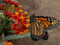 Blood Flower Seeds - Tropical Milkweed, Mexican Butterfly Weed, Asclepias curassavica - Eco-Friendly Gardening Supplies