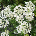 Orlaya grandiflora Seeds | Minoan Lace | White Lace Flower | 30 Seeds