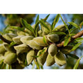 All-In-One Almond Tree - 3 Ft Bare Root, Self-Pollinating, Heavy Producing Almonds (Prunus dulcis)