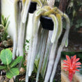 Monkey Tail Cactus Cutting 4 Inch Hildewintera colademononis Succulent Plant, Easy Care Cactus for Beginners