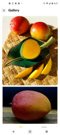 Kent Mango 3 Seeds Fresh USA Mangifera indica