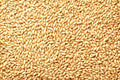 Whole Barley Seeds | All Natural | Juicing, Malt Brewing | Hordeum vulgare