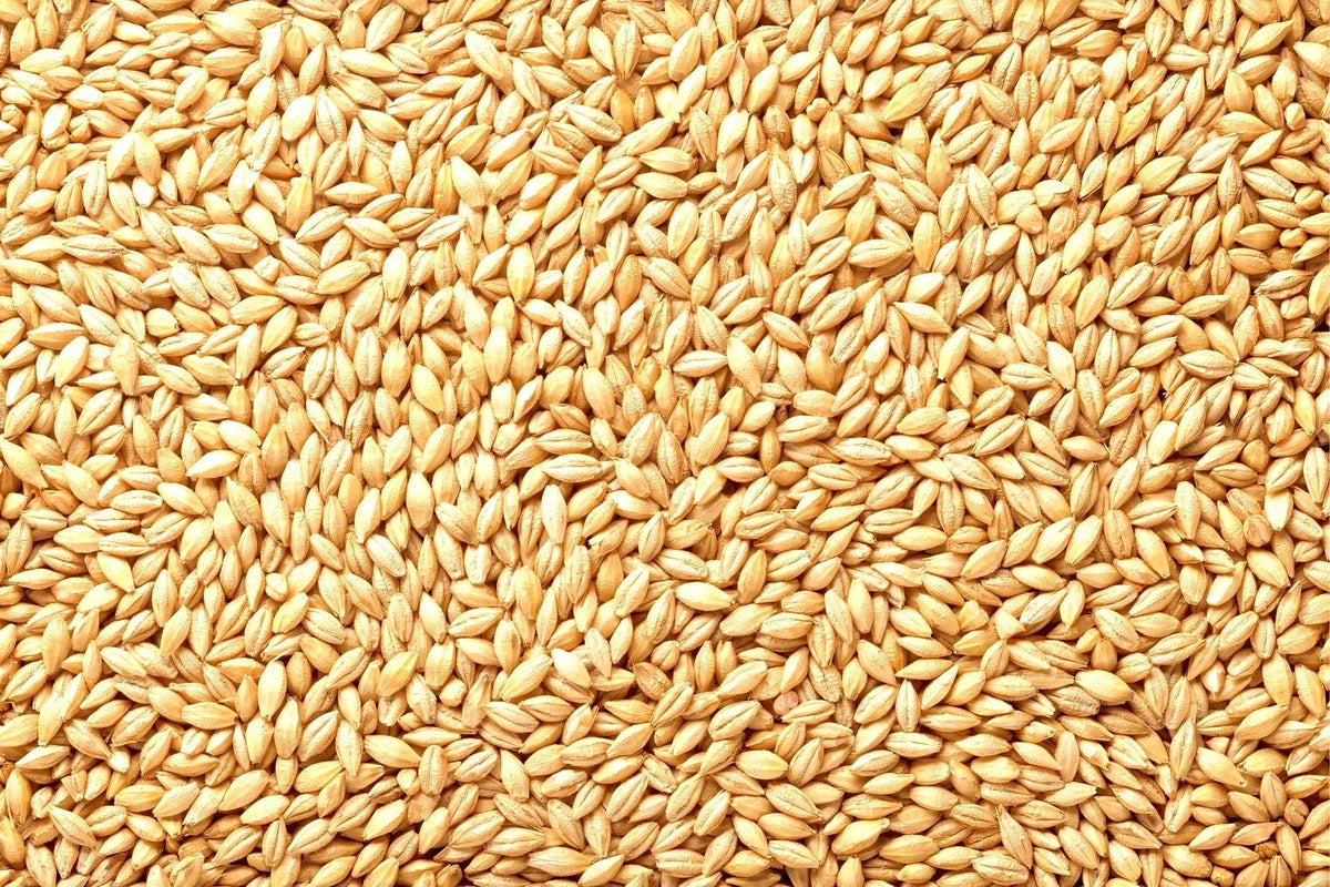 Whole Barley Seeds | All Natural | Juicing, Malt Brewing | Hordeum vulgare