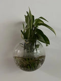 Pothos Cuttings - 5 Healthy Green Cuttings - Epipremnum aureum, Indoor Plant, Easy Care, Trailing Vine