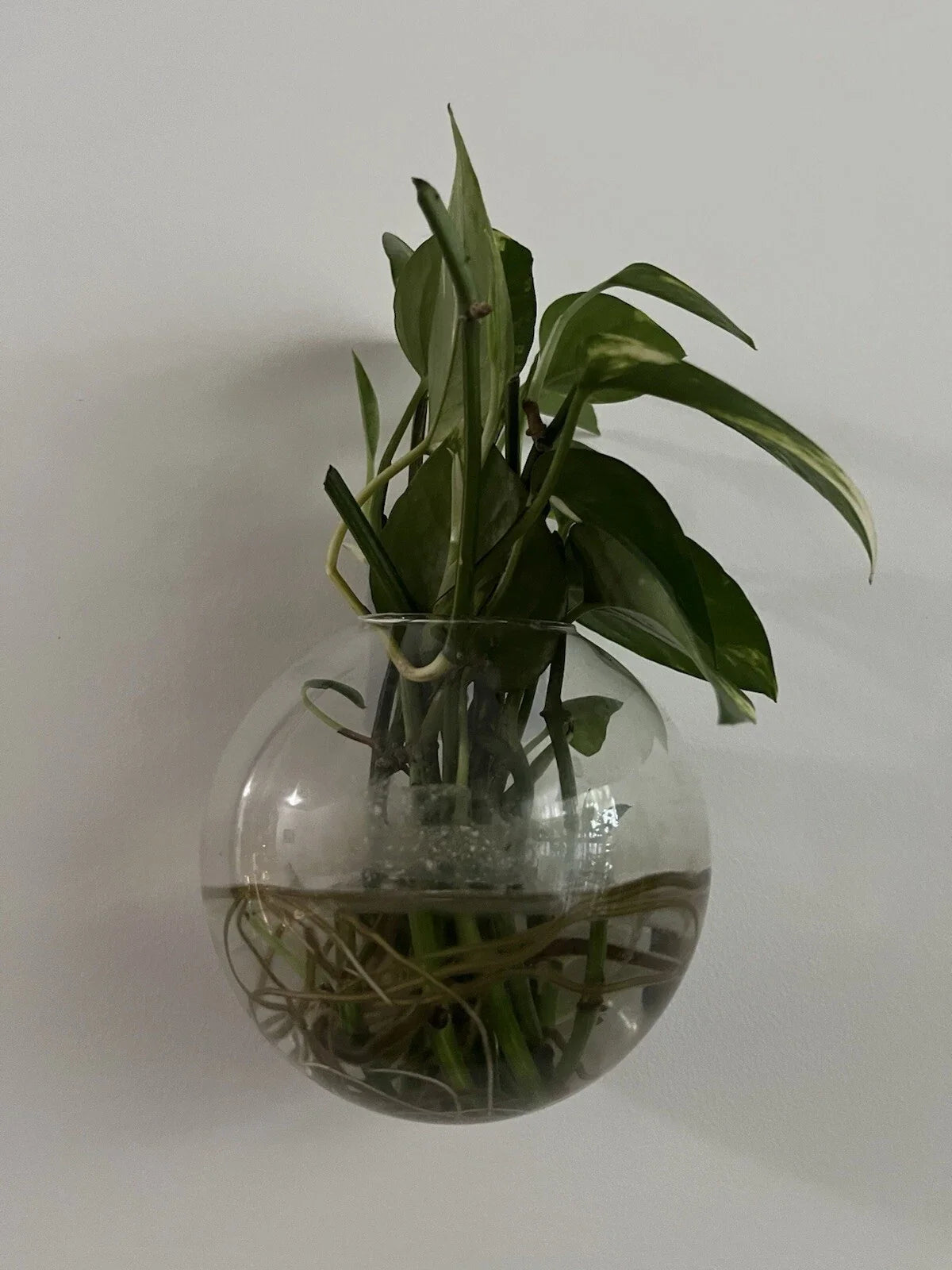 Pothos Cuttings - 5 Healthy Green Cuttings - Epipremnum aureum, Indoor Plant, Easy Care, Trailing Vine