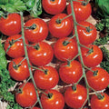 Sweetie Cherry Tomato Seeds - 10+ Pack - Non-GMO, Heirloom, Organic - Solanum lycopersicum