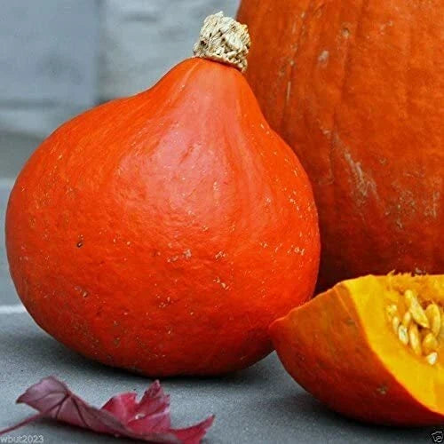 Japanese Red Kuri Squash Seeds - Uchiki Kuri, Heirloom Non-GMO Variety - 1122