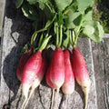 Radish Seeds - 500 Count - French Breakfast Heirloom - Non-GMO Radishes - Raphanus sativus
