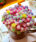 Rare Succulent Seeds, 100pcs Pack, Mixed Varieties - Ideal for Gardens, Indoor Planting, and Collectors