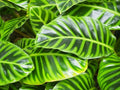 Calathea Seeds - 25+ Wiotii Variety for Garden Planting - Goeppertia makoyana - USA