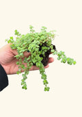 Pilea Tiny Tears Rooted Starter Plants - Low Maintenance Indoor Houseplant - Pilea Peperomioides