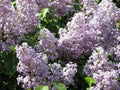 Lilac Bush Live Plant Set of 2, Old Fashion Purple, 16-24 Inches, Bare Root, Syringa vulgaris