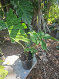 Syngonium Plant Mature Leaf Green Large Stem - Syngonium Podophyllum Houseplant