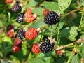 Sawtooth Giant Blackberry Plant 5-Pack, Thorny, Tall-Growing, Rubus fruticosus, Requires Support, High Yield