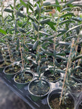 Arbequina Olive Tree in 4 Inch Pot - Live Plant with Robust Roots (Olea europaea)