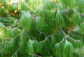 Mexican Yellow Weeping Pine Seeds, 30 Pack, Pinus patula, Drought-Resistant Evergreen for Landscaping