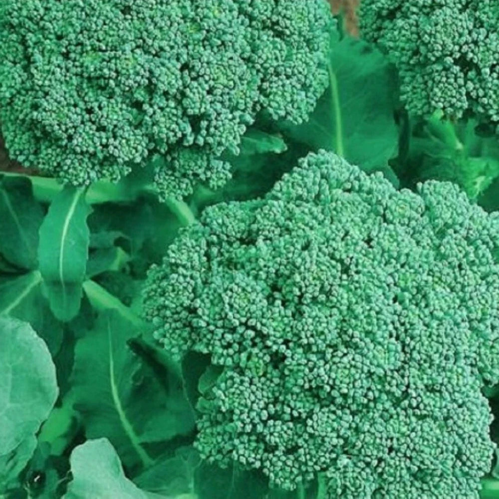 NON-GMO Broccoli Seeds | Heirloom Garden Seeds | Organic Vegetable Seeds | Brassica oleracea