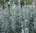 Prairie Sage Seeds for Planting - 50 Seeds - Artemisia ludoviciana - Drought Resistant Perennial Herb