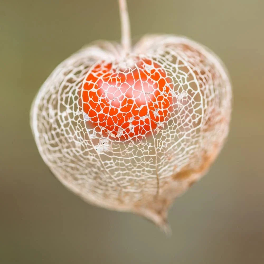 Chinese Lantern Seeds for Planting | 100+ Seeds | Stunning Orange Blooms | Physalis alkekengi