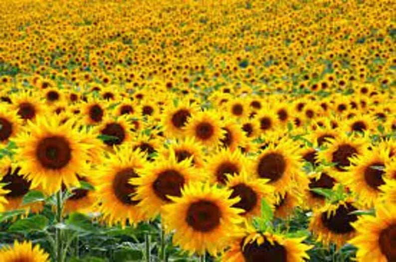 Assorted Organic Sunflower Seeds - 500 Count - USA Grown, Non-GMO, High Germination Rate