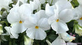 200+ White Pansy Seeds for Garden, Delta Pro Variety, Viola