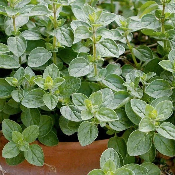 Italian Oregano Seeds - 500+ Count - Origanum Vulgare Wild - Ideal for 2025 Planting - Heirloom Herb Garden Supply