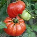 Mortgage Lifter Tomato Seeds - Large Beefsteak Heirloom Non-GMO - 100 Seeds - Indeterminate Variety